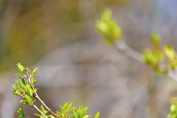 Fondo Primavera Verde Pequeño Detalle Hojas Árbol Sobre Fondo Borroso —  Fotos de Stock