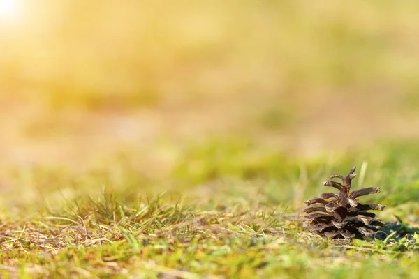 Cono Pino Terra Con Backgoun Sfocato Erba — Foto Stock