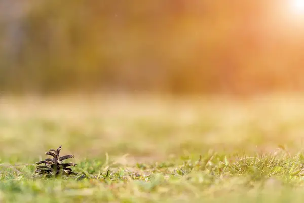 Cono Pino Terra Con Backgoun Sfocato Erba — Foto Stock