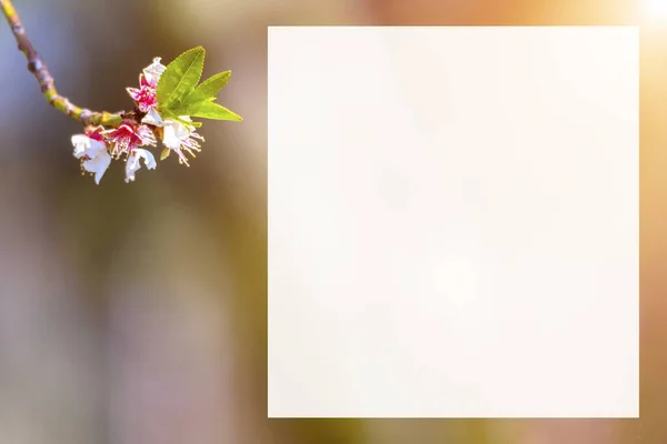 Printemps Floraison Blanc Cerisier Rose Fond Flou — Photo