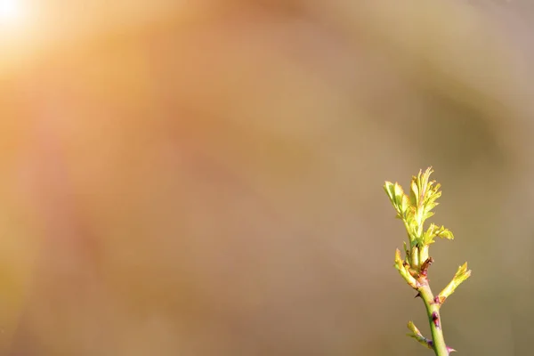 Spring Background Green Small Detail Tree Leaves Blurred Background Stock Picture