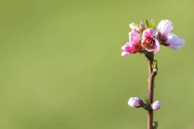 Bahar çiçekleri açan menekşe pembe şeftali ağacı arkaplanı bulanıklaştı