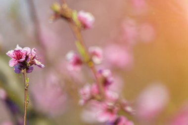 Bahar çiçekleri açan menekşe pembe şeftali ağacı arkaplanı bulanıklaştı