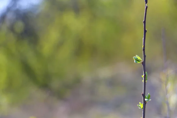 Bahar Arkaplanı Bulanık Arkaplanda Yeşil Küçük Detay Ağacı Yaprakları — Stok fotoğraf