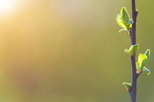 Spring Background Green Small Detail Tree Leaves Blurred Background — Stock Photo, Image