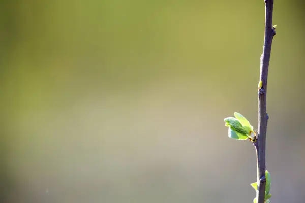 Spring Background Green Small Detail Tree Leaves Blurred Background — Stock Photo, Image