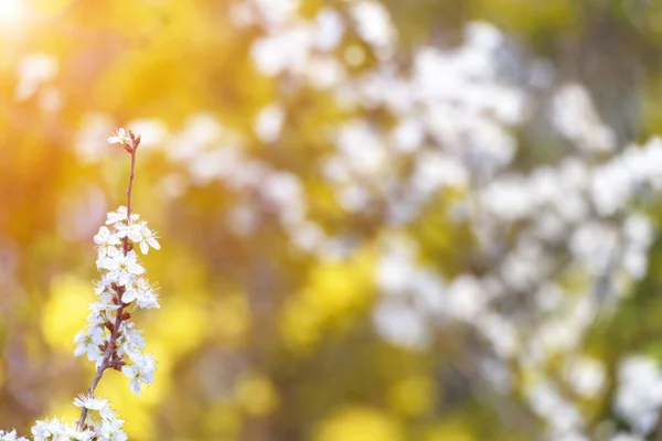 Primavera Fioritura Bianco Rosa Ciliegio Sfondo Sfocato — Foto Stock