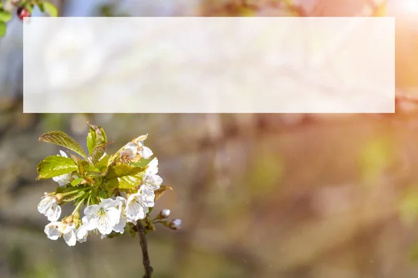 Primavera Florecimiento Blanco Rosa Cerezo Fondo Borroso —  Fotos de Stock