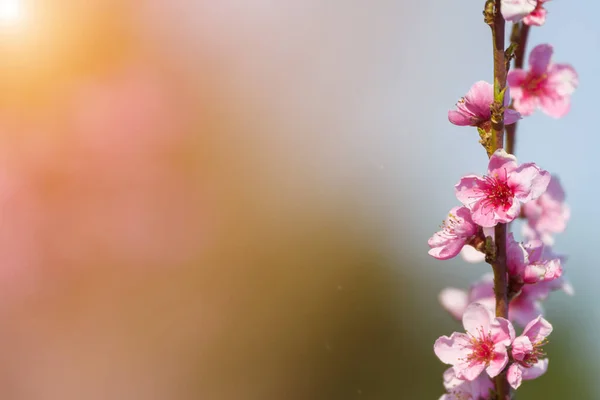 Spring blossoming violet pink peach tree background blurred