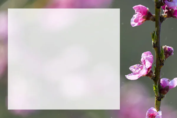 Spring Blossoming Violet Pink Peach Tree Background Blurred — Stock Photo, Image