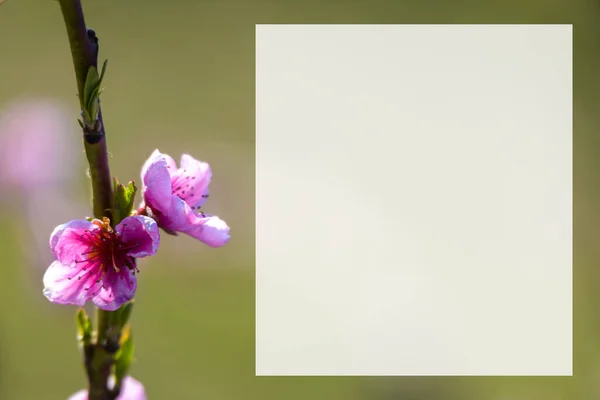 Spring blossoming violet pink peach tree background blurred