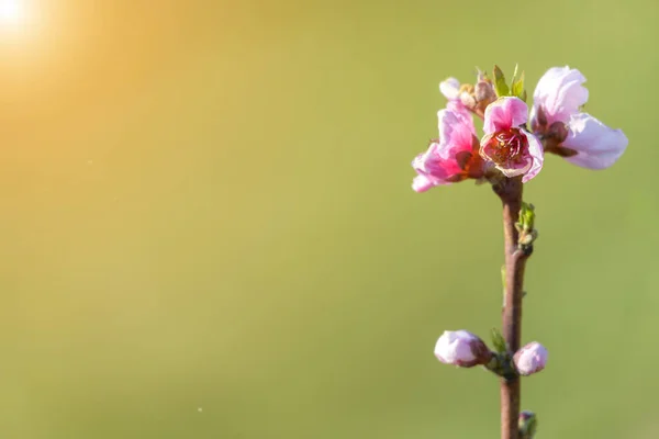 Spring blossoming violet pink peach tree background blurred