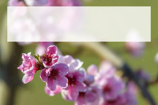 Bahar Çiçekleri Açan Menekşe Pembe Şeftali Ağacı Arkaplanı Bulanıklaştı — Stok fotoğraf
