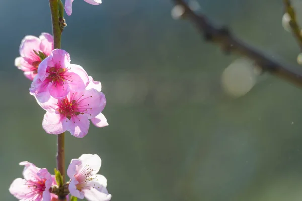 Spring blossoming violet pink peach tree background blurred