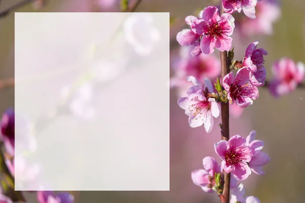 Bahar Çiçekleri Açan Menekşe Pembe Şeftali Ağacı Arkaplanı Bulanıklaştı — Stok fotoğraf