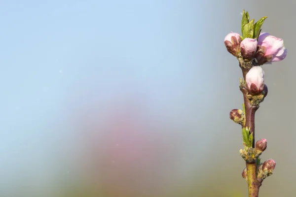 Spring Blossoming Violet Pink Peach Tree Background Blurred — Stock Photo, Image