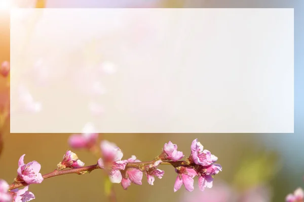 Lente Bloeiende Violette Roze Perzik Boom Achtergrond Wazig — Stockfoto