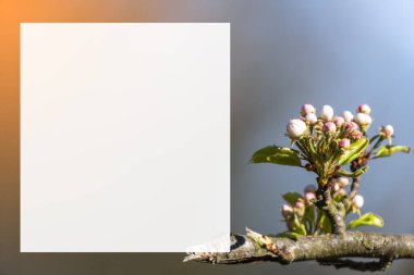 Beyaz çiçek ağacı arkaplanı bulanık beyaz mavi açgözlülük