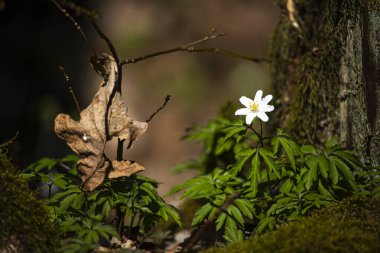 Anemone, bulanık arkaplan ile erken bahar çiçeklerini detaylandırdı