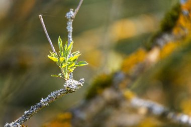 Yakın doğa görüntüsü arka planda bulanık arkaplan üzerinde yeşil yaprak ve arka planda fotokopi alanı doğal yeşil bitkiler manzara, ekoloji, taze duvar kağıdı konsepti