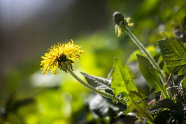 Dandellion 'un yükselişinden oluşan bahar arkaplanı