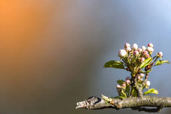 White Blossom Tree Background Blurred White Blue Gree — Stock Photo, Image