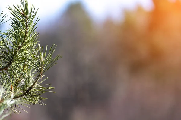 Pine Branch Background Blurred Green Brown — Stock Photo, Image
