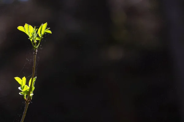 Closeup Nature View Green Leaf Blurred Background Copy Space Background — Stock Photo, Image