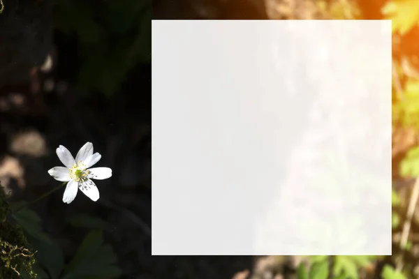 Anemone Detailed White Early Spring Flowers Blurred Background — Stock Photo, Image