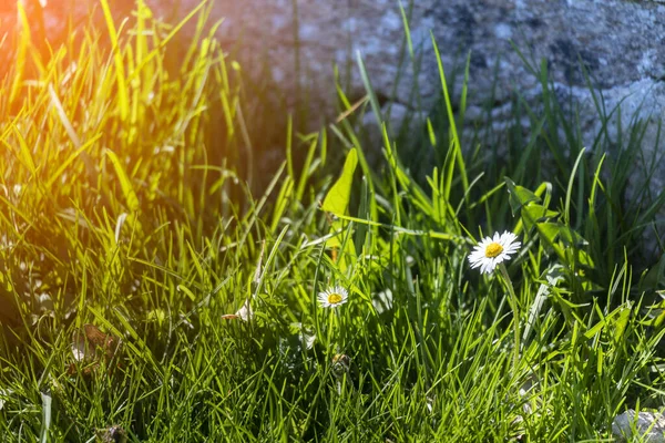 Çiçek Açan Sarı Papatya Çiçekleri Yeşil Arka Planda — Stok fotoğraf