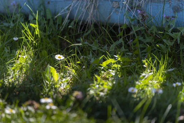 Floraison Blanc Jaune Fleurs Marguerites Avec Fond Vert — Photo