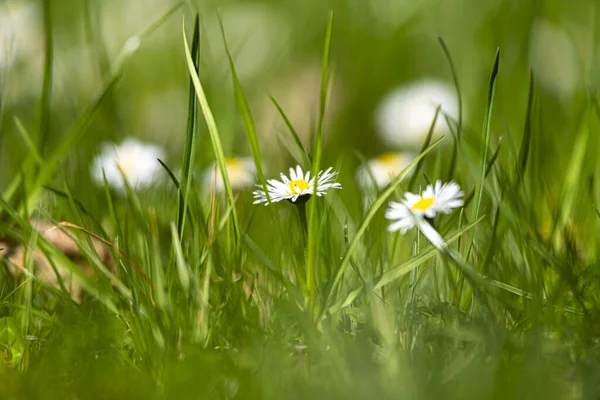 Blossom White Yellow Daisy Flowers Green Background — Stock Photo, Image