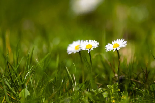 Blossom White Yellow Daisy Flowers Green Background — Stock Photo, Image