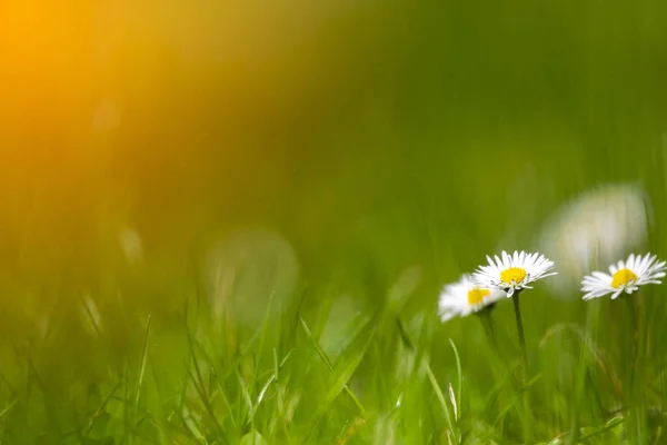 Blossom White Yellow Daisy Flowers Green Background — Stock Photo, Image