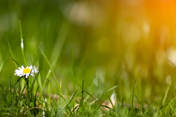 Blomstre Hvid Gul Daisy Blomster Med Grøn Baggrund - Stock-foto