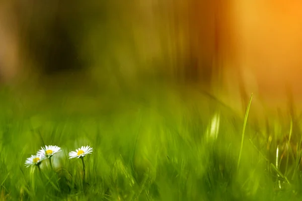 Kwitną Białe Żółte Stokrotki Kwiaty Zielonym Tle — Zdjęcie stockowe