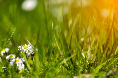 Çiçek açan sarı papatya çiçekleri yeşil arka planda