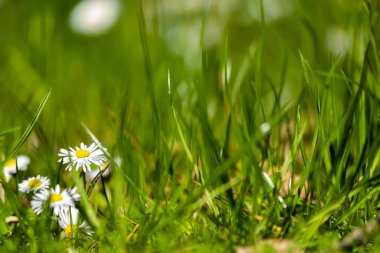 Çiçek açan sarı papatya çiçekleri yeşil arka planda