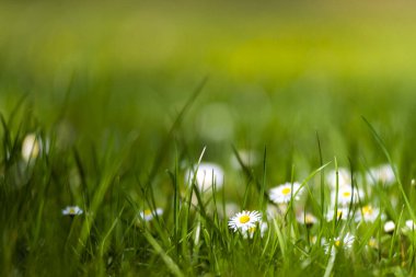 Çiçek açan sarı papatya çiçekleri yeşil arka planda