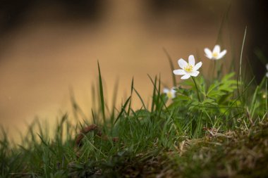 Anemone, bulanık arkaplan ile erken bahar çiçeklerini detaylandırdı