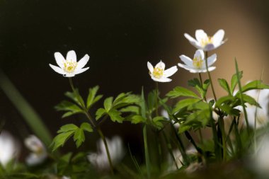 Anemone, bulanık arkaplan ile erken bahar çiçeklerini detaylandırdı