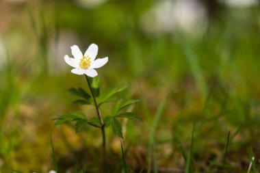 Anemone, bulanık arkaplan ile erken bahar çiçeklerini detaylandırdı