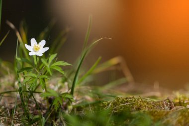 Anemone, bulanık arkaplan ile erken bahar çiçeklerini detaylandırdı