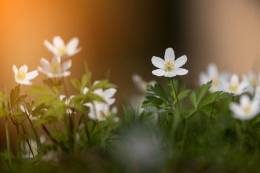 Anemone, bulanık arkaplan ile erken bahar çiçeklerini detaylandırdı