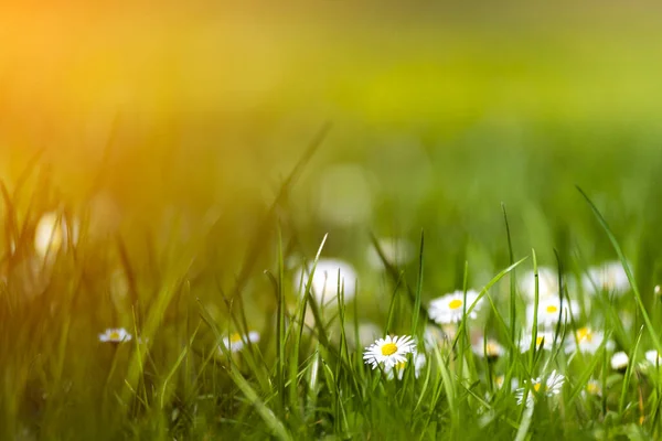 Fioritura Bianco Giallo Fiori Margherita Con Sfondo Verde — Foto Stock