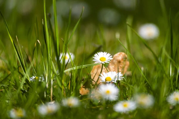 Blossom White Yellow Daisy Flowers Green Background — Stock Photo, Image