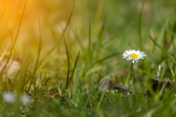 Blossom White Yellow Daisy Flowers Green Background — Stock Photo, Image