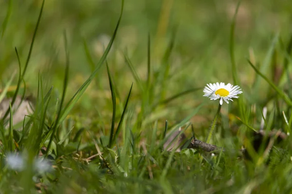 Blossom White Yellow Daisy Flowers Green Background — Stock Photo, Image