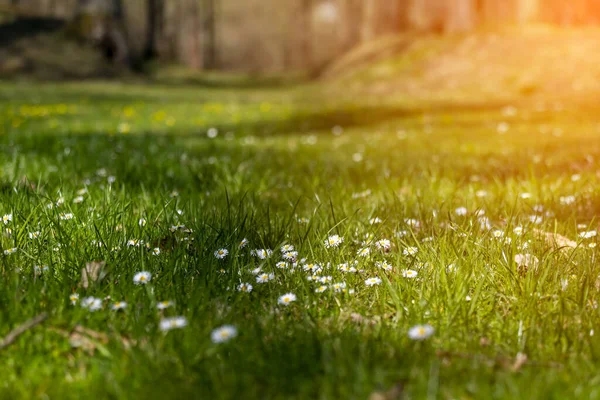 Fioritura Bianco Giallo Fiori Margherita Con Sfondo Verde — Foto Stock