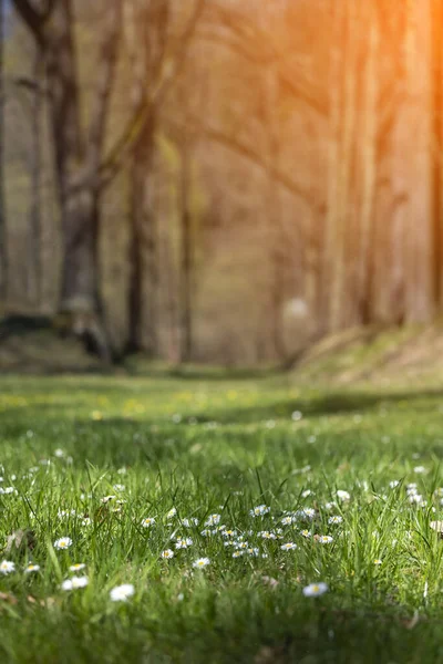 Fioritura Bianco Giallo Fiori Margherita Con Sfondo Verde — Foto Stock